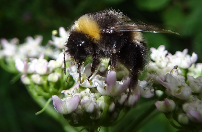 Apidae: Bombus sp.